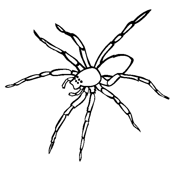 desene de colorat paianjen